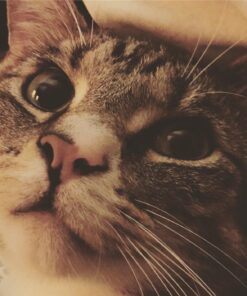 KONG Squirrel Catnip Toy Brown 28 71g9Rid7KrL