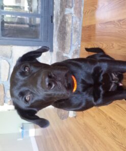 Petrainer Training Collar for Dogs - Waterproof Rechargeable Dog Training E-Collar with 3 Safe Correction Remote Training Modes, Static, Vibration, Beep for Dogs Small, Medium, Large 32 71gBQ6qTWmL