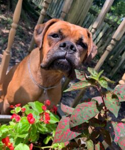 KONG - ZoomGroom - Dog Brush for Grooming and Shampooing - Red Brush for Large Dogs Standard Packaging 28 71gDXqqzzDL