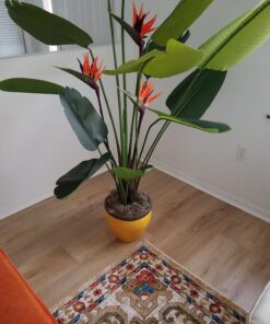 Panacea Spanish Moss, 8 oz (250 cubic Inch), Natural, Brown 17 71gFCVXVpQL