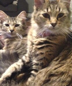 Comfort Zone Feliway Diffuser Refills for Cats and Kittens, 2 Pack 44 71gKN7XQ9QL