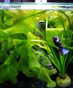 Aponogeton Ulvaceus Bulb - Aquarium Plant for Aquariums with temperatures Under 72F 62 71gKxWLR3BL