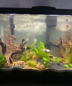 Alternative view of Anubias Barteri Coin Leaves Live Aquarium Plants Freshwater Rhizome 3 Days Live Guaranteed by Mainam