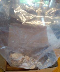 Sea Shells Mixed Beach Seashells - Various Sizes up to 2" Shells -Bag of Approx. 50 Seashells Seashells1 51 71gMfbxY45L