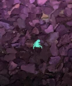 TERRO Scorpion Killer Aerosol Spray T2101 1 Pack 43 71gOhHpzg6L