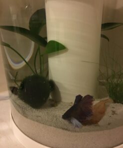 SunGrow 50 pcs Catappa Indian Almond Leaves for Betta Fish Tank Aquarium, 2” Water Conditioner Leaves, Leaf Also Suitable for Shrimp, Goldfish, Guppy and Frogs 50 Leaves 57 71gPugNTSiL