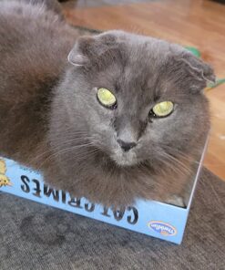 ThinkFun Cat Crimes Brain Game and Brainteaser, for Boys and Girls,1 player, Age 8 and Up - A Smart Game with a Fun Theme and Hilarious Artwork 62 71gT3K8zjRL