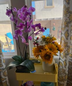 Miracle-Gro Ready-To-Use Orchid Plant Food Mist, 8 oz., Feeds Plants Instantly, 1 Pack 47 71gVQNcYb L