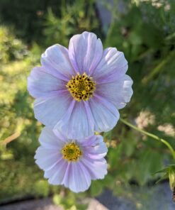 Big Pack - Cosmos USA Mix (8,000+) Flower Seeds By MySeeds.Co (Big Pack - Cosmos Mix) 43 71gVraIt5zL