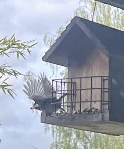 Wagner's 13008 Deluxe Wild Bird Food, 10 lb Bag Original Version 37 71gX54LfxxL