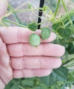 Mexican Miniature Watermelon 15 Seeds -Melothria scabra 20 71gZ521bp2L