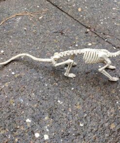 Crazy Bonez Skeleton - Rat Bonez 24 71gZGirGTL