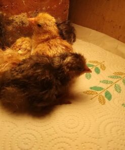 HBlife Digital Egg Incubator for Hatching 9-12 Chicken, Quail and Duck Eggs, with Fully Automatic Egg Turning and Temperature Display, Hatcher for Turkeys, Birds, Parrots and Poultry 47 71gbLFGpaL