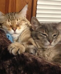 K&H Pet Products Heated Pet Bed Warmer Waterproof Pet Heating Pad for Cat Beds and Dog Beds, Tan Small 42 71gbfG9LEWL