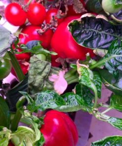 AeroGarden Sweet Bell Peppers Seed Pod Kit (9-pod) Tall Gardens Only Sweet Bell Pepper 45 71gcRyH9CTL