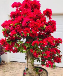 SUPERthrive The Original Vitamin Solution - Liquid Concentrate, May Add to Any Fertilizing Program, 4 fl. oz. 4 Ounces 40 71gd349zmpL