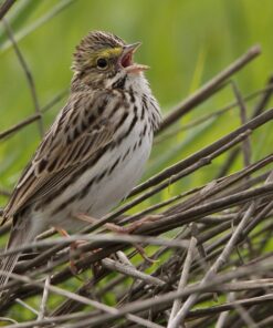 Sigma 150-600mm 5-6.3 Sports DG OS HSM Lens for Canon Canon SLR Mount US Version 93 71geBcpVFLL