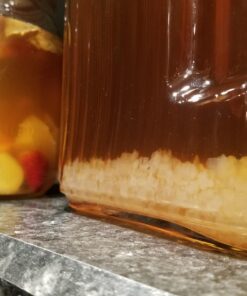 QUARTER POUND Original Water Kefir Grains Exclusively from Florida Sun Kefir with 12 Brewing Bags Mild Sweetness to Tart 0.25 Ounce (Pack of 4) 25 71gegrgyRBL