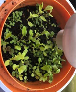 My Fairy Garden - Magical Cottage 43 71gi5BLzZ5L