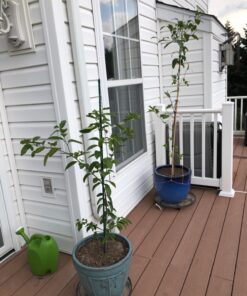 Jobe’s Organics 09226NA Granular Plant Food Fruit & Citrus, 4lbs, Brown 47 71gjGaaROrL