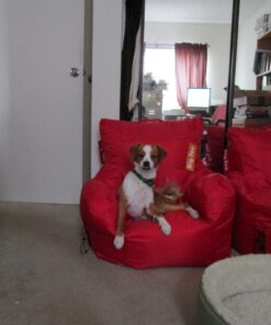 Arm & Hammer for Pets Fresh Breath Kit for Dogs | Contains Toothpaste, Toothbrush & Fingerbrush | Reduces Plaque & Tartar Buildup | Safe for Puppies, 3-Piece Kit, Chicken Flavor Dogs - Chicken Flavor 2.5 Oz (Pack of 1) 34 71gnSa5uYzL