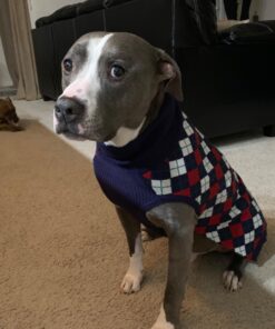 Blueberry Pet Chic Argyle All Over Dog Sweater in Navy Blue, Back Length 20", Pack of 1 Clothes for Dogs 20 inch (Pack of 1) Argyle Navy Blue 28 71gprQBuWWL 1
