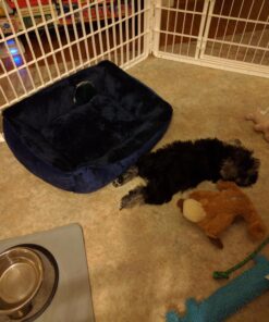 KONG Cozie Marvin Moose, Indoor Cuddle Squeaky Plush Dog Toy for Medium Dogs, Brown, 1 36 71grPO6EqCL