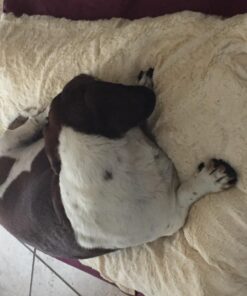 Armarkat Pet Bed Mat 28 by 22 by 5, M02HJH/MB-Medium, Ivory 28.0"L x 22.0"W x 5.0"Th 30 71grRS97btL