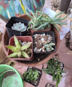 Shop Succulents Unique Succulent Plant Pack Bulk Collection - Live Mini Succulent Plants, Low Maintenance, Exceptional Colors & Textures - Wedding and Party Favors, Gift & Garden, Pack of 20 20-Pack Succulent Packs 55 71gtNBPKJAL