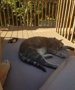 Coleman Converta Outdoor Folding Cot, Strong Steel Frame Supports Campers up to 6ft 2in or 225lbs, 4 Back & 2 Foot Positions Folds Compactly to Fit in Trunk 23 71gtVFmkLL