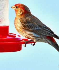 Tamron SP 150-600mm F/5-6.3 Di VC USD G2 for Nikon Digital SLR Cameras 69 71gudOsgBFL