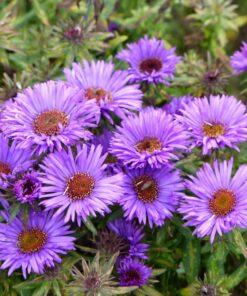 Alternative view of Outsidepride Perennial New England Aster Wild Flowers - 1000 Seeds