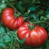Burpee SteakHouse Hybrid Non-GMO Large Beefsteak Garden Produces Giant 3 LB Fresh Tomatoes | Vegetable Planting, 25 Seeds 24 71gw87XLIUL