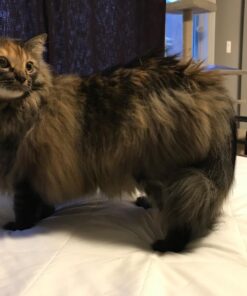 GoPets Dematting Comb with 2 Sided Professional Grooming Rake for Cats & Dogs 36 71gxcaIjJFL