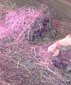 Ring Indoor Cam (2nd Gen) | latest generation, 2023 release | 1080p HD Video & Color Night Vision, Two-Way Talk, and Manual Audio & Video Privacy Cover | White 1 Camera Device only 33 71gxxd5 19L