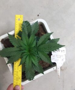 AGLEX 420W COB LED Grow Light, Full Spectrum Plant Grow Lamp with Daisy Chain Veg and Bloom Switch for Hydroponic Greenhouse Indoor Plant Veg and Flower (C2000) C2000 57 71h0Z06Q4YL