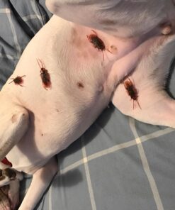 Cooplay 20PCS - Fake Roaches Prank - Cockroach Bugs Look Real Black Red 34 71h0riJGfwL