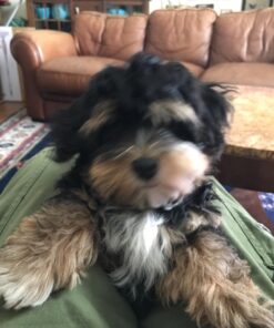 Zen Clipper Pet Nail Clipper for Cats – Cat Nail Clipper for Safer Cat Grooming and Nail Care - Clean, Quiet, and Easy-to-Use Stainless Steel Cat Claw Trimmer - (2.5mm Hole) Small - 2.5mm hole 38 71h1M3sKtNL