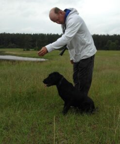 Purina Pro Plan High Calorie, High Protein Dry Dog Food, 30/20 Chicken & Rice Formula - 37.5 lb. Bag 37.50 Pound (Pack of 1) 34 71h1cLwZKIL