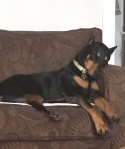 Purina Busy With Beggin' Made in USA Facilities Small/Medium Breed Dog Treats, Twist'd - 10 ct. Pouch Bacon 40 71h3aVgkLOL