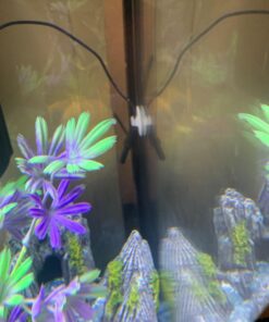 ZACRO 2 Pack Digital Aquarium Thermometer, Fish Tank Thermometer, Water Thermometer with Large LCD Display,Reptile Thermometer for Fish Tank Water Terrarium 47 71h82mhbiuL