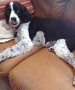 Pawstruck USDA Organic Natural Ruff Relief Wax Balm for Dogs – Moisturizes, Protects, and Heals Noses & Paws – Made in USA, Non-Toxic, Hypoallergenic - 1.75 oz 54 71hABFPsaYL