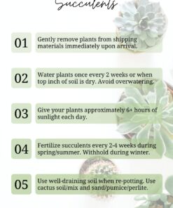 Shop Succulents | Unique Collection of Live Succulent Plants, Hand Selected Variety Pack of Mini Succulents | Collection of 12 6-Pack 39 71hAoj pXmL 2