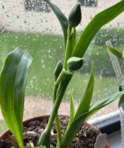 Organic Kelp Fertilizer by GS Plant Foods - Omri Listed(1 Gallon) - Liquid Kelp Concentrate for Gardens, Lawns & Soil Yields 800+ gallons 1 Gallon 46 71hCT2PVUHL