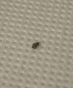 Rockwell Labs CXID032 Cimexa Dust Insecticide, 4 Ounce (Pack of 1), White 10 71hCqdjjlML