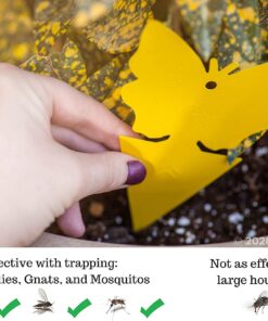 Trappify Sticky Gnat Traps for House Indoor - Yellow Fruit Fly Traps for Indoors/Outdoor Plant - Insect Catcher White Flies, Mosquitos, Fungus Gnat Trap, Flying Insects - Disposable Glue Trapper (12) 12 32 71hEdP4dKQL 1