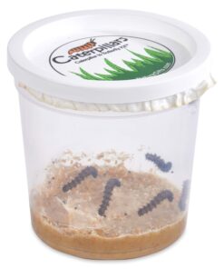 10 Live Caterpillars Shipped Now: Butterfly Kit Refill 32 71hEqiTRDrL