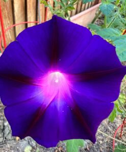 Flower Morning Glory Top of The Morning FBA-7776 (Multi) 50 Non-GMO, Heirloom Seeds 24 71hINEDi7ML