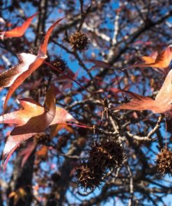 Nikon AF-S NIKKOR 35mm f/1.8G ED Fixed Zoom Lens with Auto Focus for Nikon DSLR Cameras Lens Only Standard Packaging 69 71hJ2XRzBCL