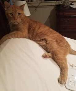 Petlinks Purr-fect Paws Multipurpose Cat Litter Mat - Gray, Extra Large X-Large 35 71hJvZ75MoL